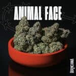 Animal Face-3.5g