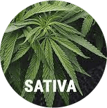 Flowers-Sativa